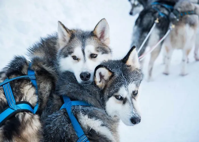 Scandinavian Home, Free Parking * רובניימי